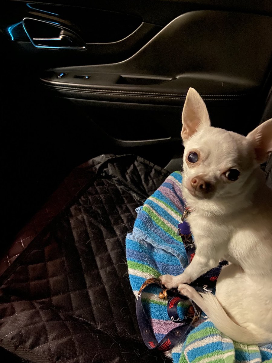 Today is Dudley’s 10th #gotchaday. One of the most blessed days of my life.❤️He was left in a field and left to die. We saved each other.He’s about 15 yrs old now still sweet but a bit cranky. He loves his car rides.#adoptdontshop#dogsoftwitter#humanesocietyofbrowardcounty