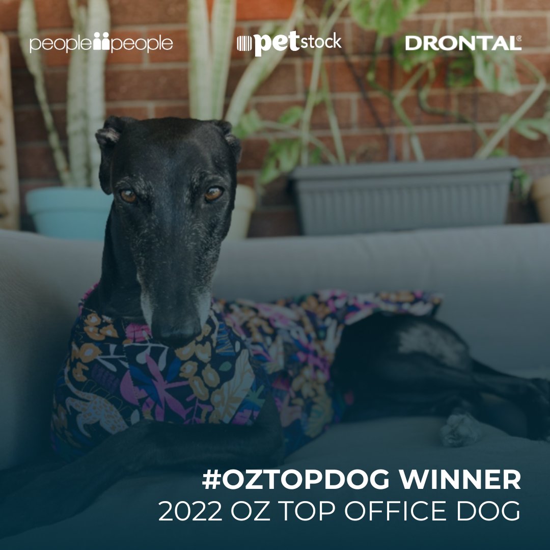 The news is a bit overwhelming today, so here's a nice story for your Friday! WA pooch LILLY is a 2022 #OzTopDog Winner... she provides pats to kids living with Cancer at @CanteenAus look at that face! @6PR