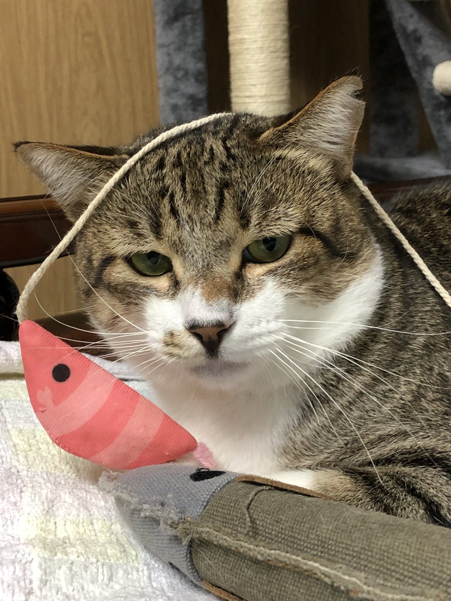 sultandenka's tweet photo. 保護から91.92日目
でぶちゃん、余裕の表情
#猫 #ねこ #保護猫 #野良猫 #猫好き #猫がいる暮らし https://t.co/tMCpaqnstU