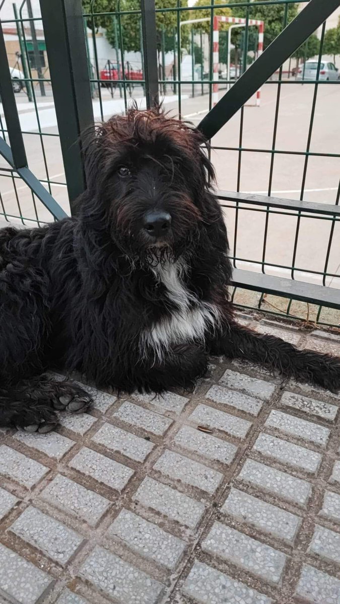 SilviaMylo's tweet image. Es muy joven pero en sus ojos hay tanta tristeza, tanta que desborda la foto y te cala en el alma 😢 💔
Lo han dejado abandonado en un pueblo de Sevilla 😢
641568707
Sólo WhatsApp
😢 🆘 📢 📢 📢 📢 📢
