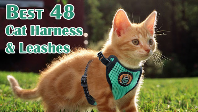 harnessbiner's tweet photo. Adventure Kitty Harness | Cat Harness and Leash for Walking Escape Proof
Read More: https://t.co/EKrWqFIQEA
#CatsOfTwitter #CatsLover #cats #petsupplies #petsafeplus #kitty #cattraining #catharness https://t.co/rDxn1diHvc