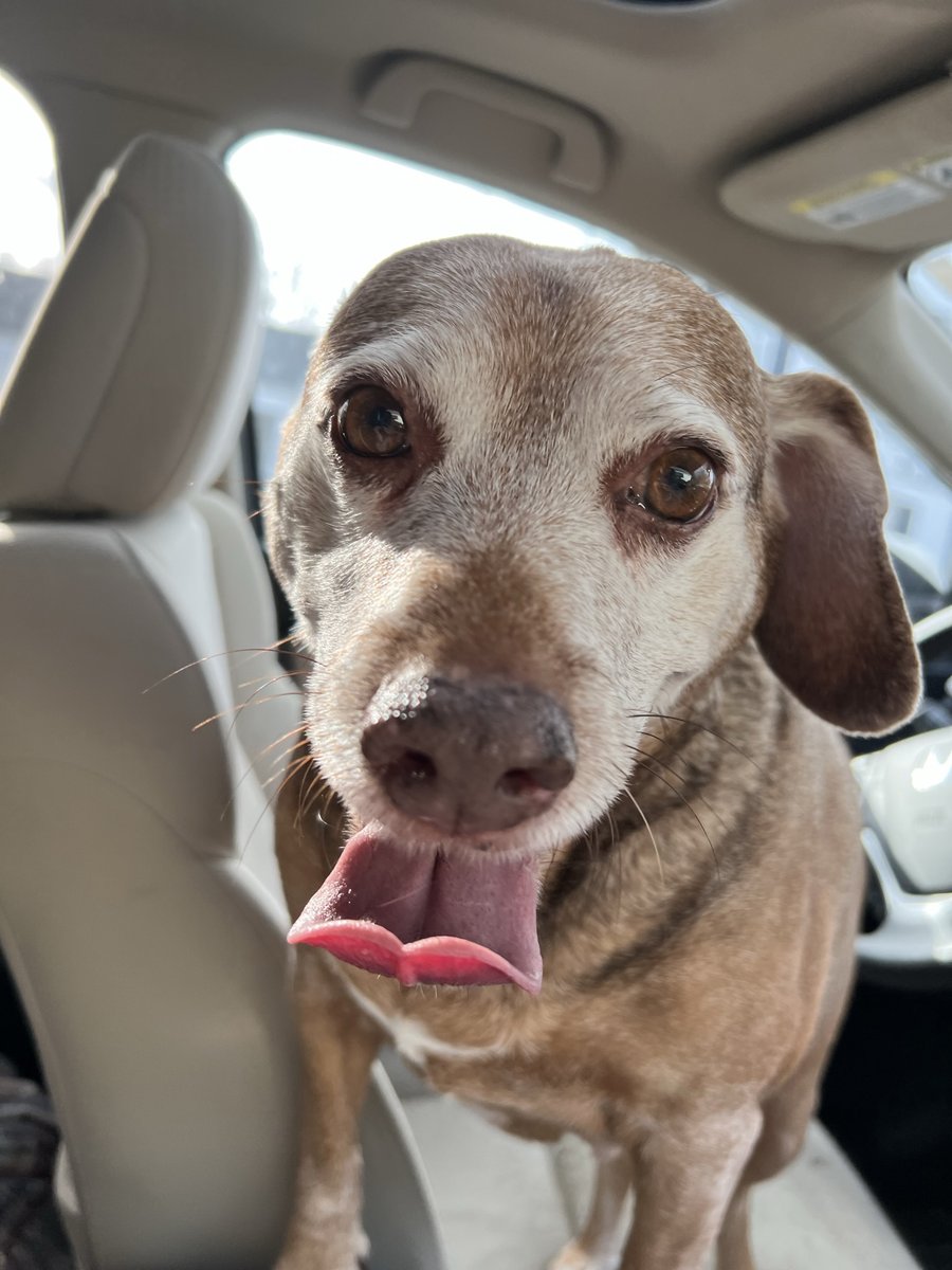 Escml's tweet photo. Hey everyone, it's #TongueOutTuesday!
Plus, don't forget about our Pet Supplies Drive, which runs through the end of this month. 🐾
#GreatGiveBack2022 #LibrariesGiveBack #Pets #PetSuppliesDrive #GreatGiveBack #EmmaCares #HelpOurFurryFriends https://t.co/GbZbaV8zNq