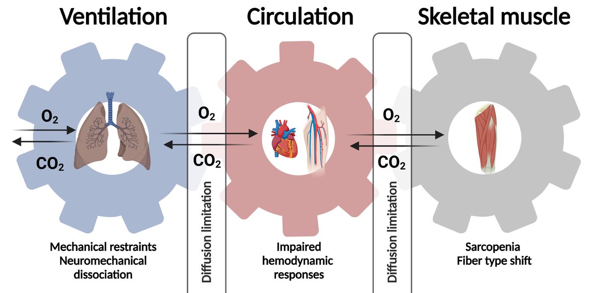 The oxygen transport cascade during exercise in COPD doi.org/10.1152/ajplun…