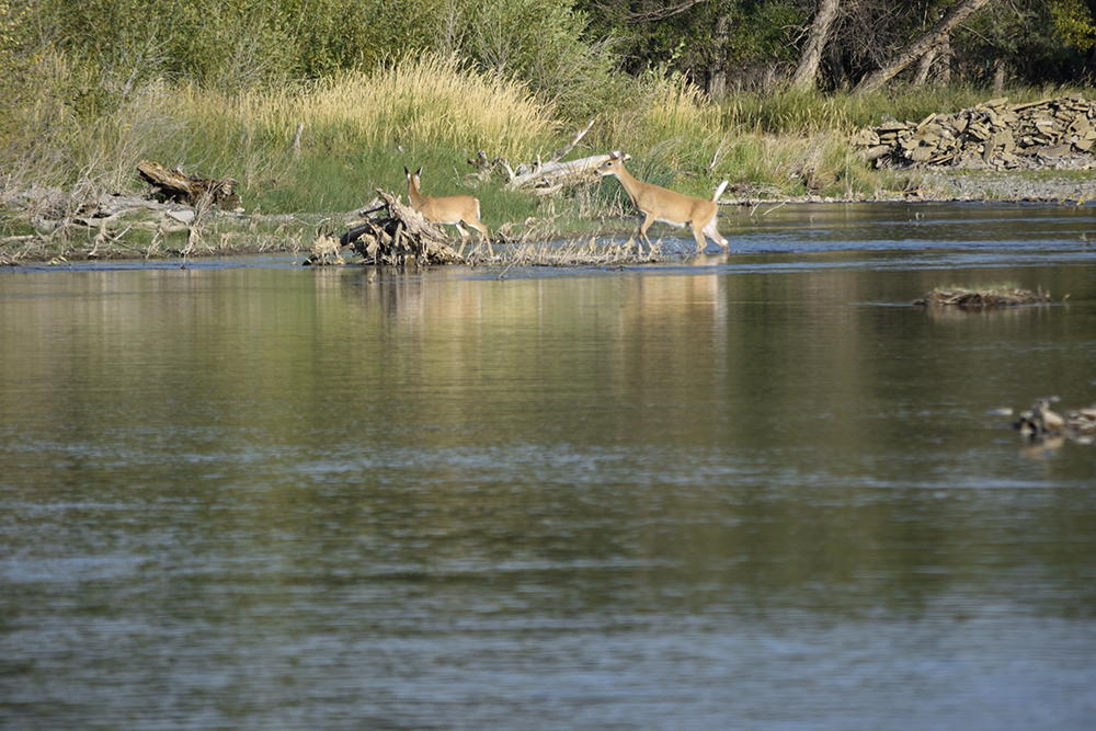 Come discover a Montana Moment
campfirelodgewestyellowstone.com
:
#madisonriver #montana #westyellowstone #cabinrental #flyfishing #gallatinriver #jimsflyco #onthefly #whitingfarms #hiking #yellowstonenationalpark #breakfast #campfirelodge