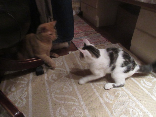Catalyzator's tweet photo. DAAAAAA kan jeg meddele at Pål Hviting har fått en lekekamerat , Per Guling har flytta inn i dag ❤️🐈🐈⬛❤️ #KatteTwitter https://t.co/Htmhgj1Lze