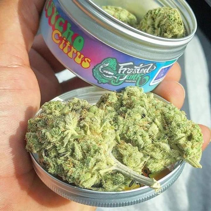 fumeimuito's tweet photo. maconha é agro https://t.co/278S1xb78m