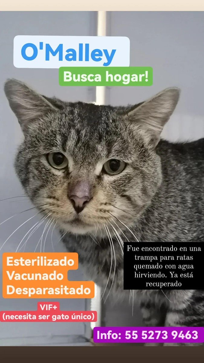 Ya no sé que hacer para encontrarle casa a O'Malley 😭😭😭😭😭😭 estoy muy triste por él, pero por mas que comparto (y comparten, gracias) no sale en adopción 😭