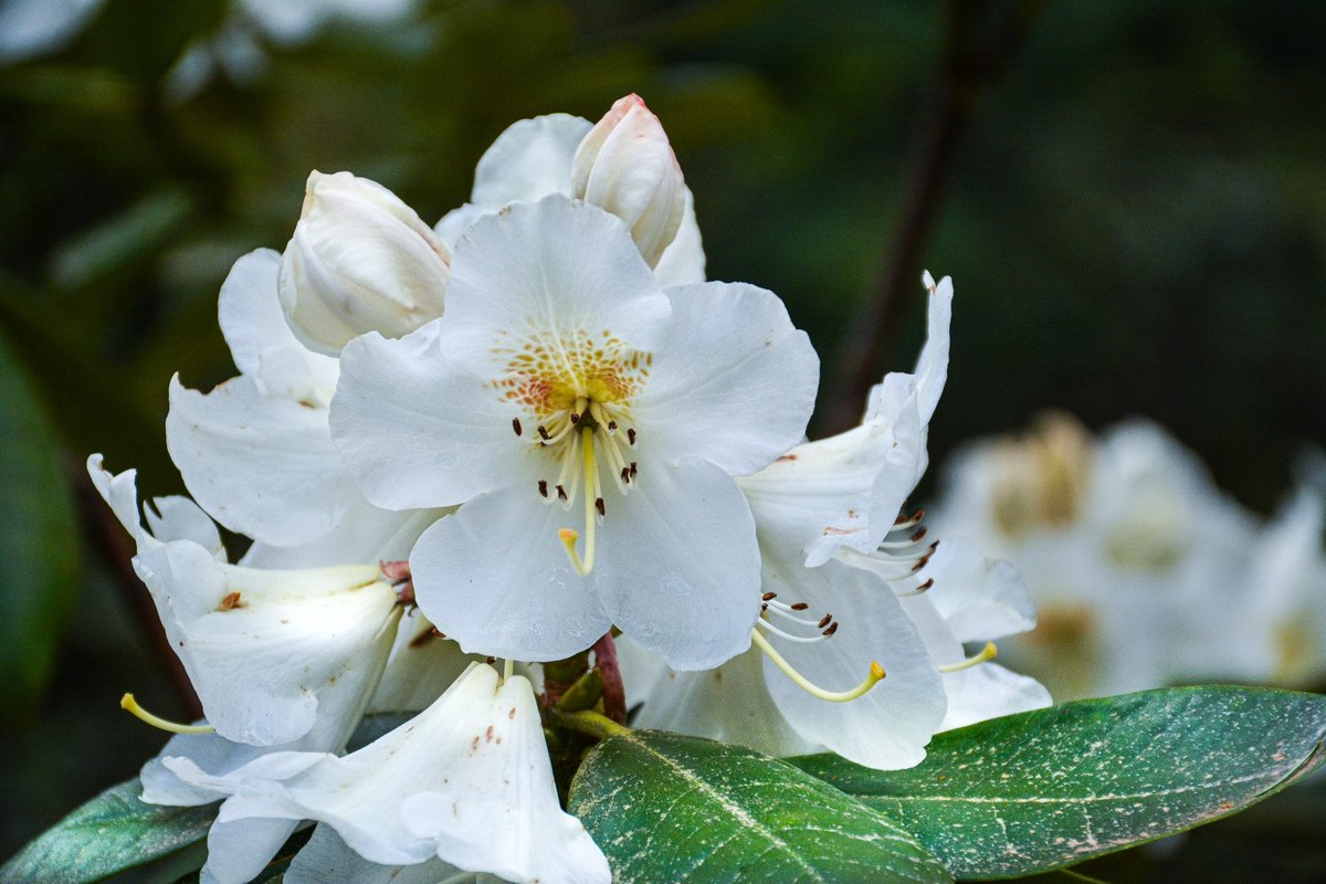 LXelis's tweet photo. Enjoy nature and listen to the sounds :3

#photography #NaturePhotography #FlowerPhotography #flower #nature  #photographylovers https://t.co/SOTiomNbOw