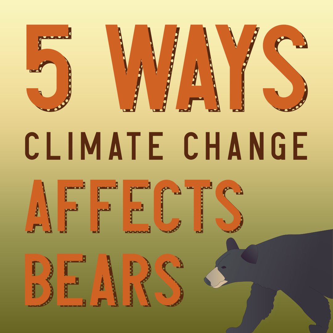usgs_climate's tweet photo. It's the beary best time of the year--#FatBearWeek, where the biggest chonks go toe-to-toe in a feast-off! But how will these bears fair as the competition heats up? Swipe through to learn how #ClimateChange impacts #bears 🐻 and their habitats! #5ClimateEffects @KatmaiNPS https://t.co/o0Vda70FGM