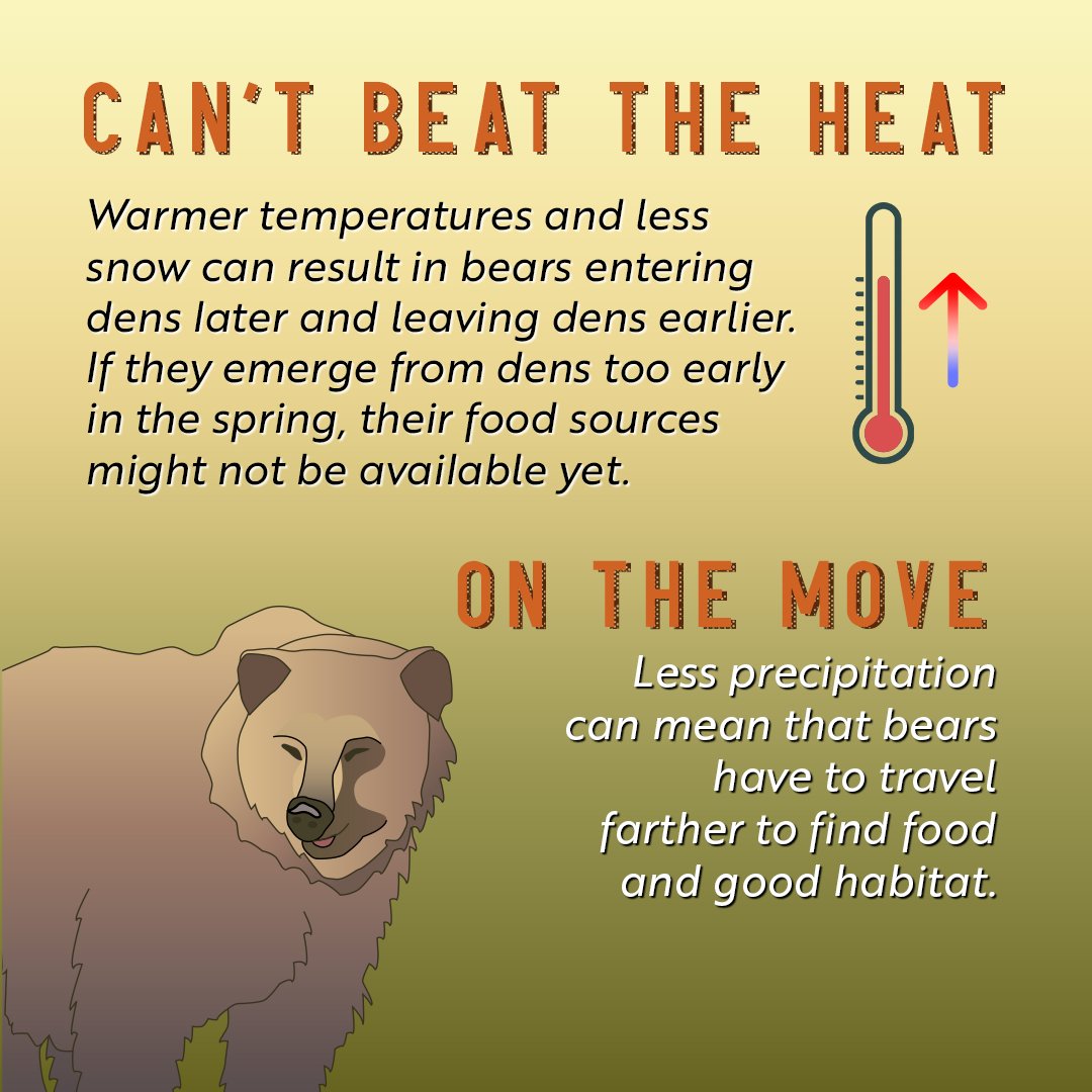 usgs_climate's tweet photo. It's the beary best time of the year--#FatBearWeek, where the biggest chonks go toe-to-toe in a feast-off! But how will these bears fair as the competition heats up? Swipe through to learn how #ClimateChange impacts #bears 🐻 and their habitats! #5ClimateEffects @KatmaiNPS https://t.co/o0Vda70FGM
