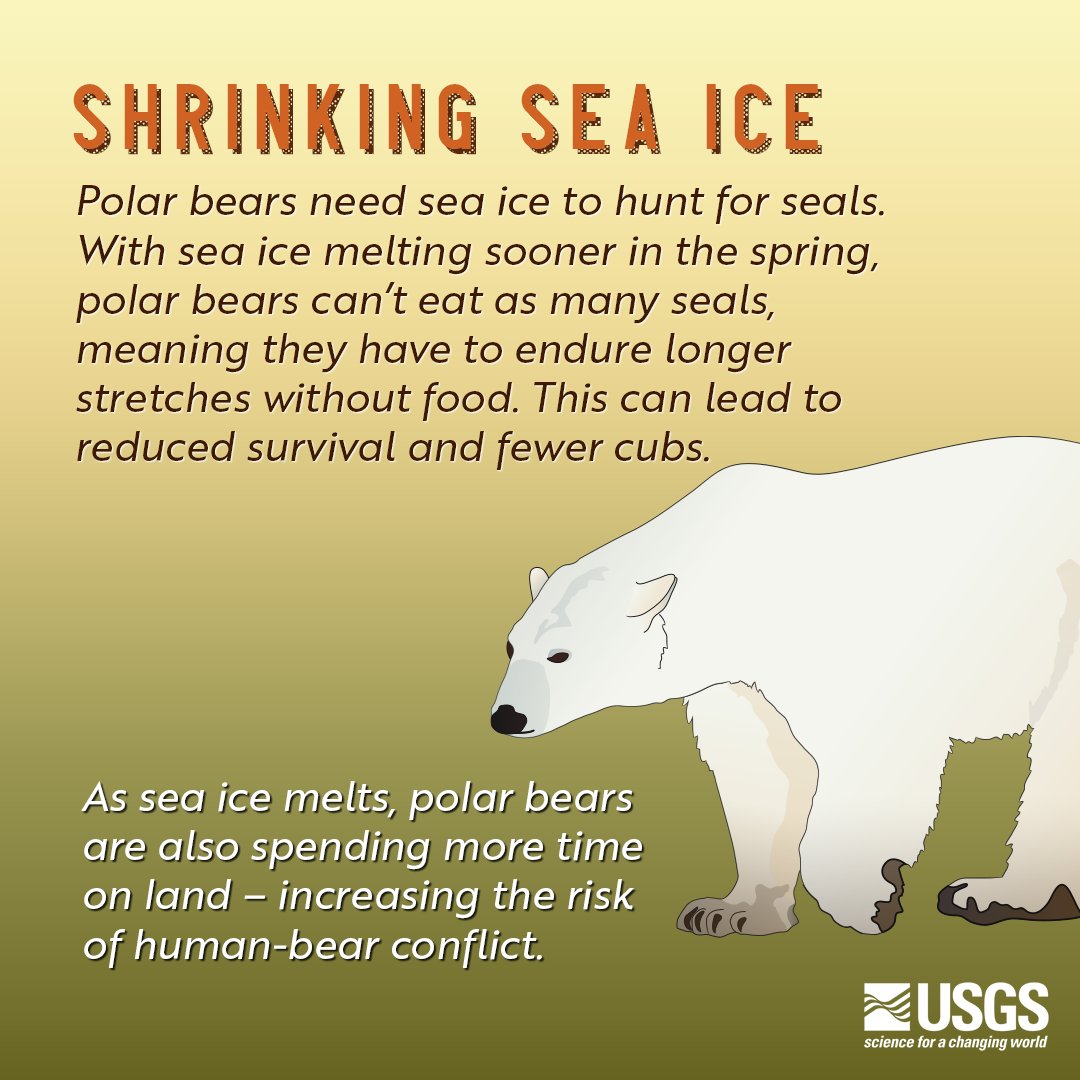 usgs_climate's tweet photo. It's the beary best time of the year--#FatBearWeek, where the biggest chonks go toe-to-toe in a feast-off! But how will these bears fair as the competition heats up? Swipe through to learn how #ClimateChange impacts #bears 🐻 and their habitats! #5ClimateEffects @KatmaiNPS https://t.co/o0Vda70FGM