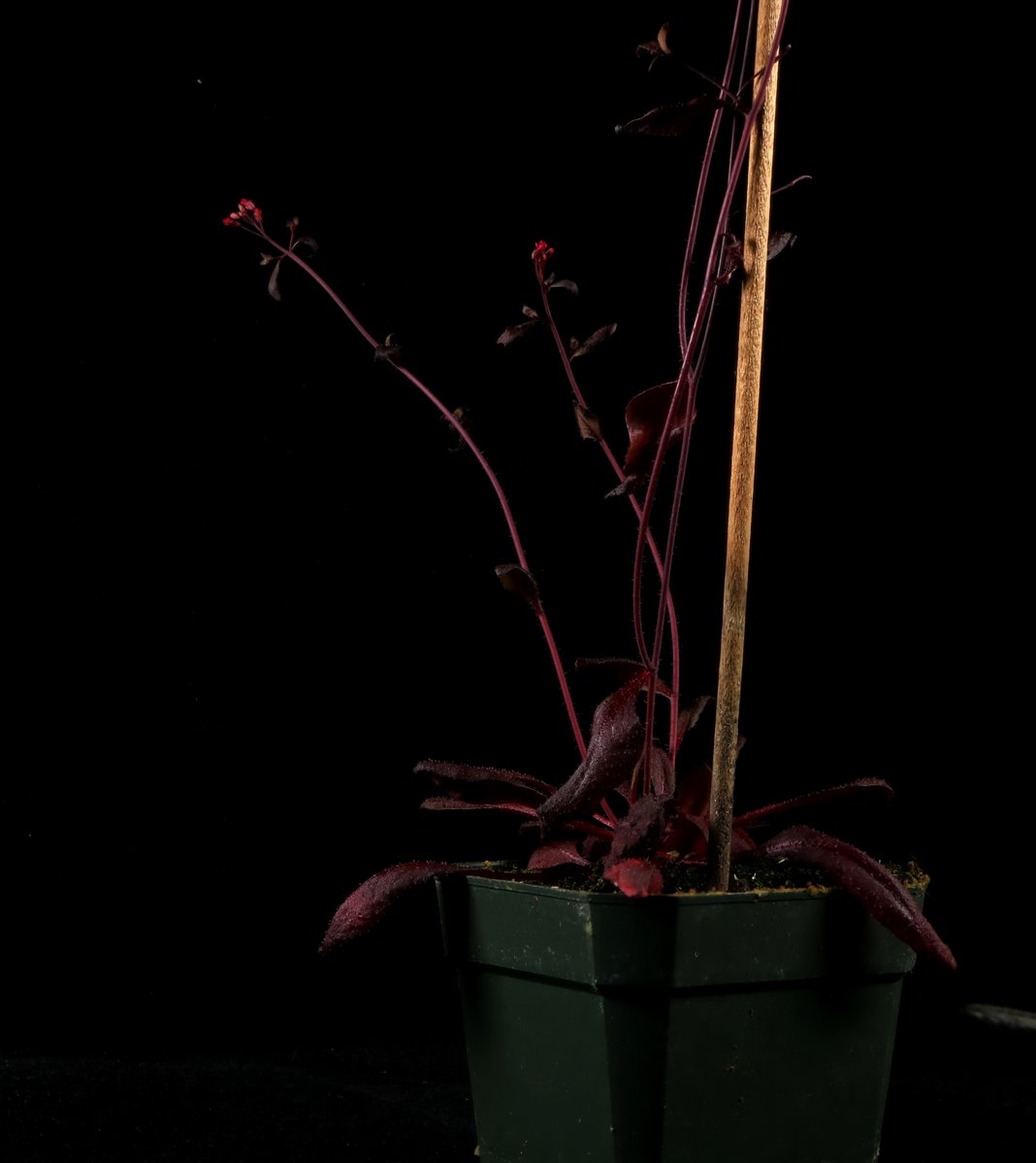 So thankful for Michael Mudgett in the <a href="/YundeZhao/">Yunde Zhao</a> lab for putting this together. RUBY is a very useful tool. (ask me how I'm using it to save ~a year in testing some hypotheses!)

I just sent in a few images hopefully coming up soon! Here's a sneak peak.