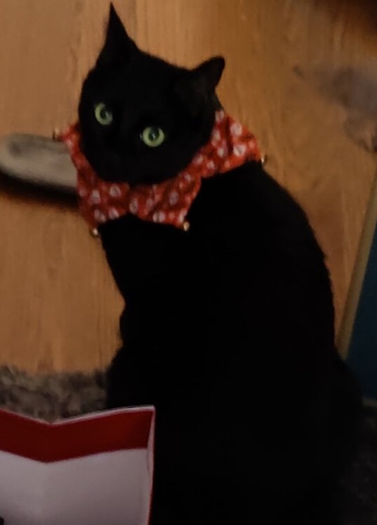 CocoKarmel's tweet photo. He was not happy with Mommy at all🤣🤣🤣🤣 https://t.co/e20wCEOYPb