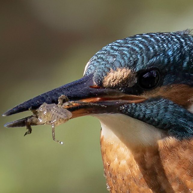 hertskingfisher's tweet photo. Do you know what this kingfisher has caught for a snack? https://t.co/c1YDCmMMaY