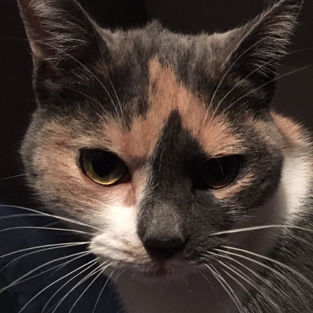 Why do people find me weird when I talk to my cat, What should I do when he asks me a question? I don't have to answer?