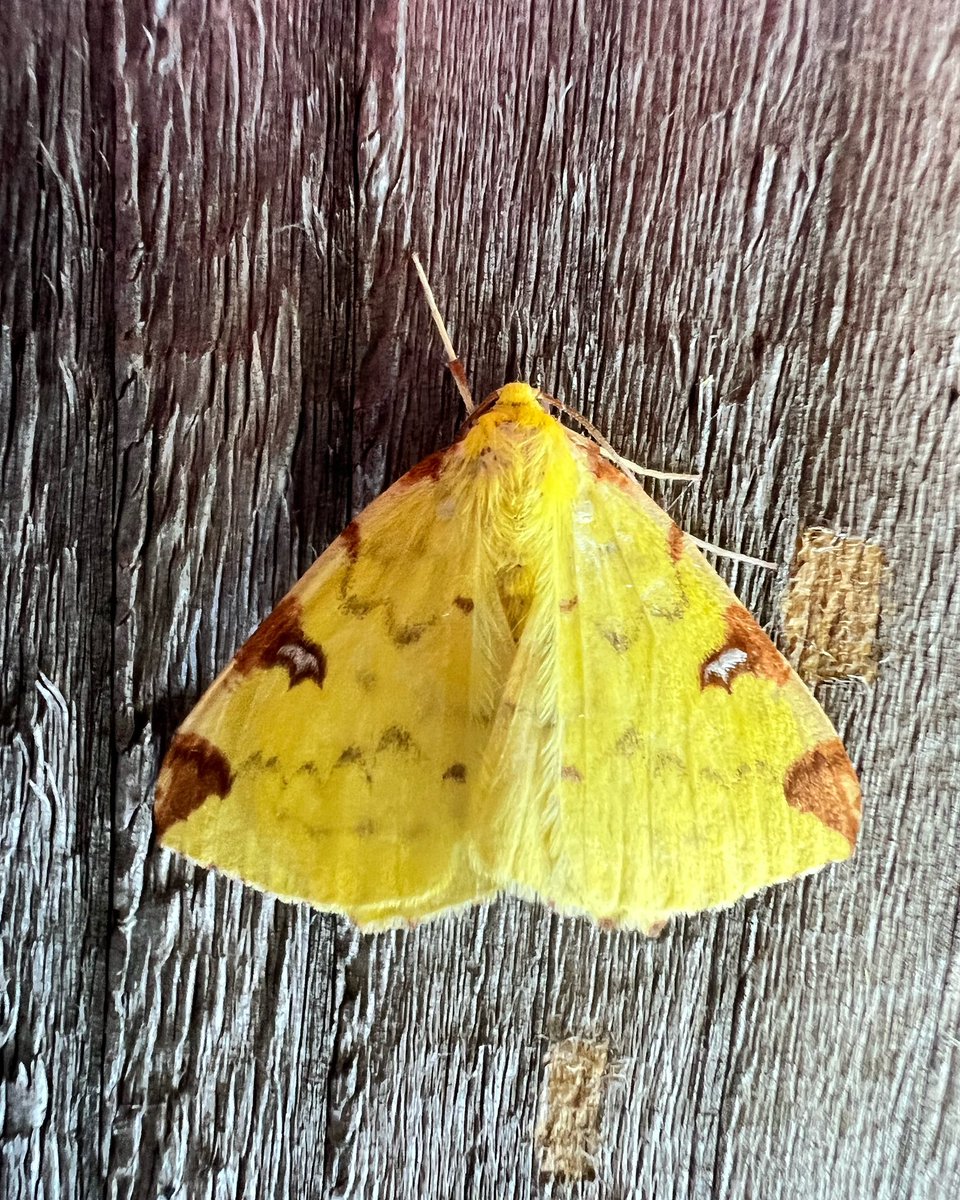 Beautiful Brimstone getting chilly as the winter sets in.
.
.
.
.
#insects #insect #insectworld #insectlovers
#insectphotography #insectsmacro #insectsofinstagram #insects_macro #insectstagram #moths #mothsofinstagram