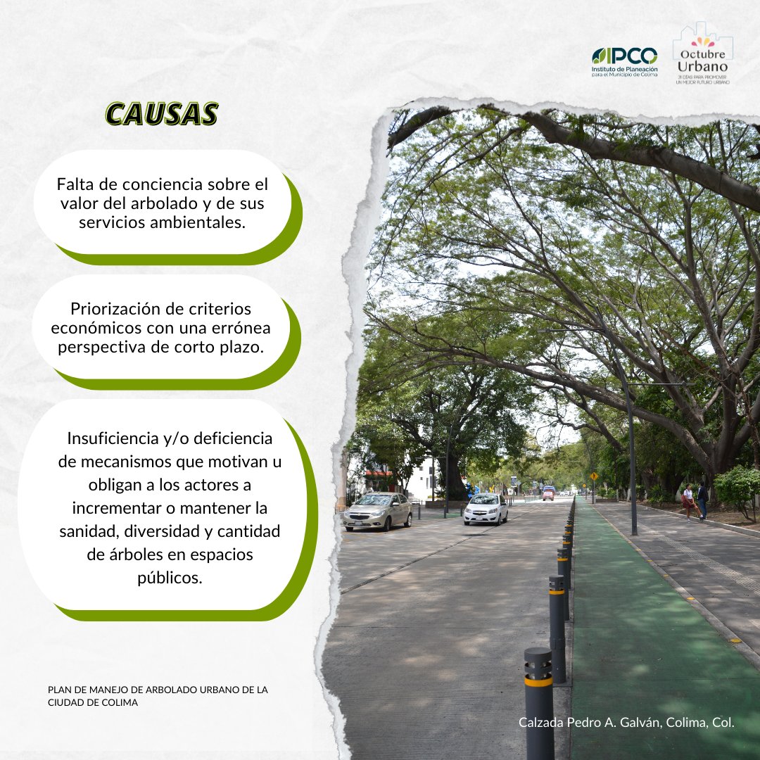 El crecimiento acelerado de las ciudades 🏙 puede tener un gran impacto en el arbolado urbano 🌳 pero ¿conoces las causas de este impacto? Aquí te mencionamos algunas 👇🏽👇🏽 #OctubreUrbano