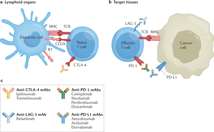 New content online! Immune-checkpoint inhibitor use in patients with cancer and pre-existing autoimmune diseases dlvr.it/SZdV05