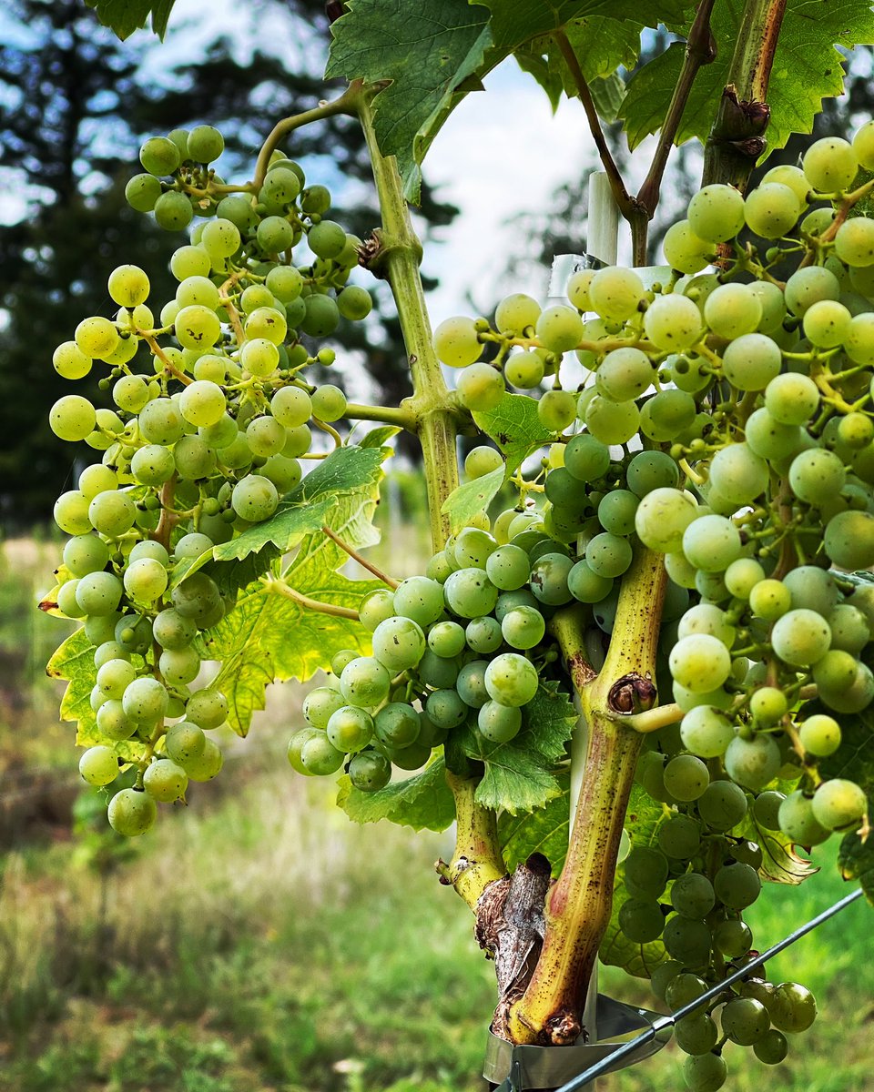 WeinanderH's tweet photo. #cabernetblanc #mecklenburgerlandwein #weinanderheringsdorf https://t.co/hFOMHocfhK