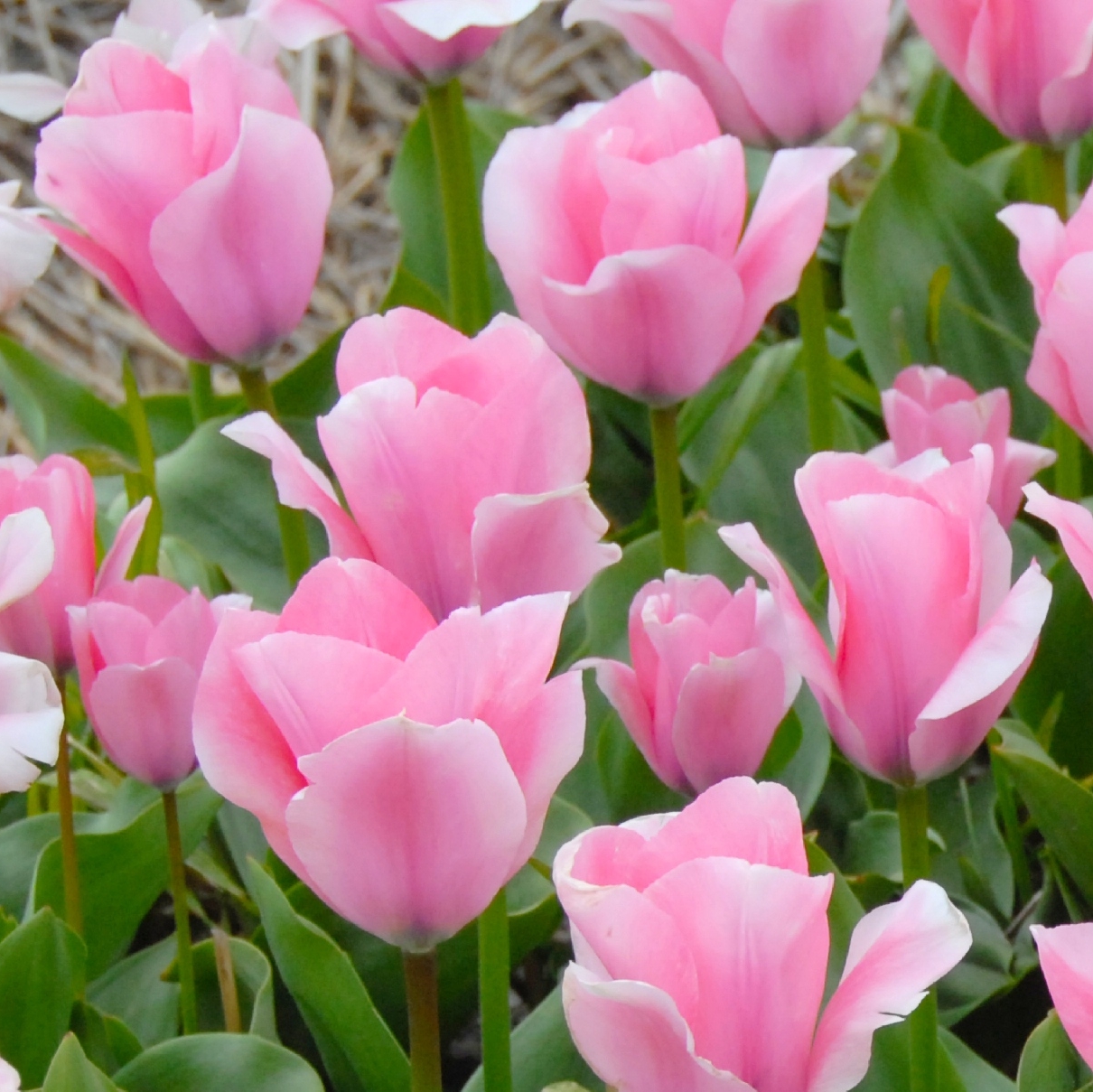 John Scheepers Bulbs (BeautyFromBulbs) / Twitter