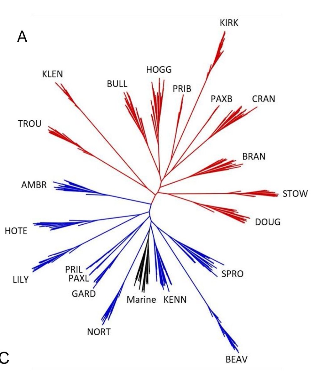 MacColl Stickleback Lab tweet media