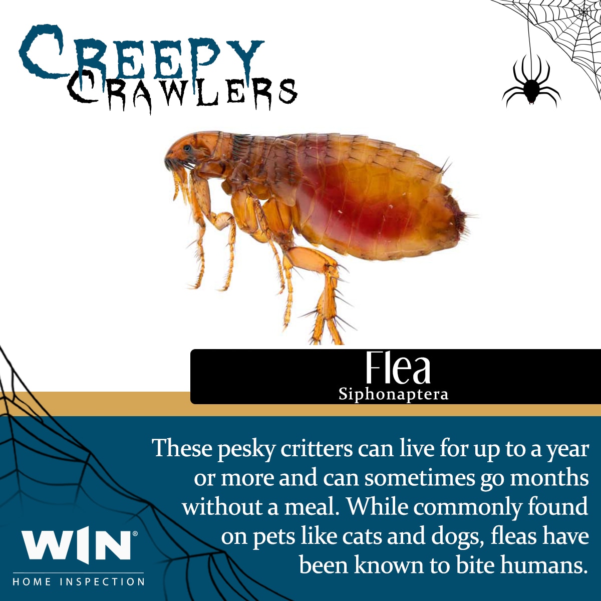 winmtvernon's tweet photo. Let's start this years creepy crawler series with a common pest that is a nuisance for you and your furry friends. 
Here's some things you may not have known about these nasty little bugs.

Fleas can lay up to 40 eggs a day

Fleas are known to cause allergies
... https://t.co/6Tg2gSC7GV