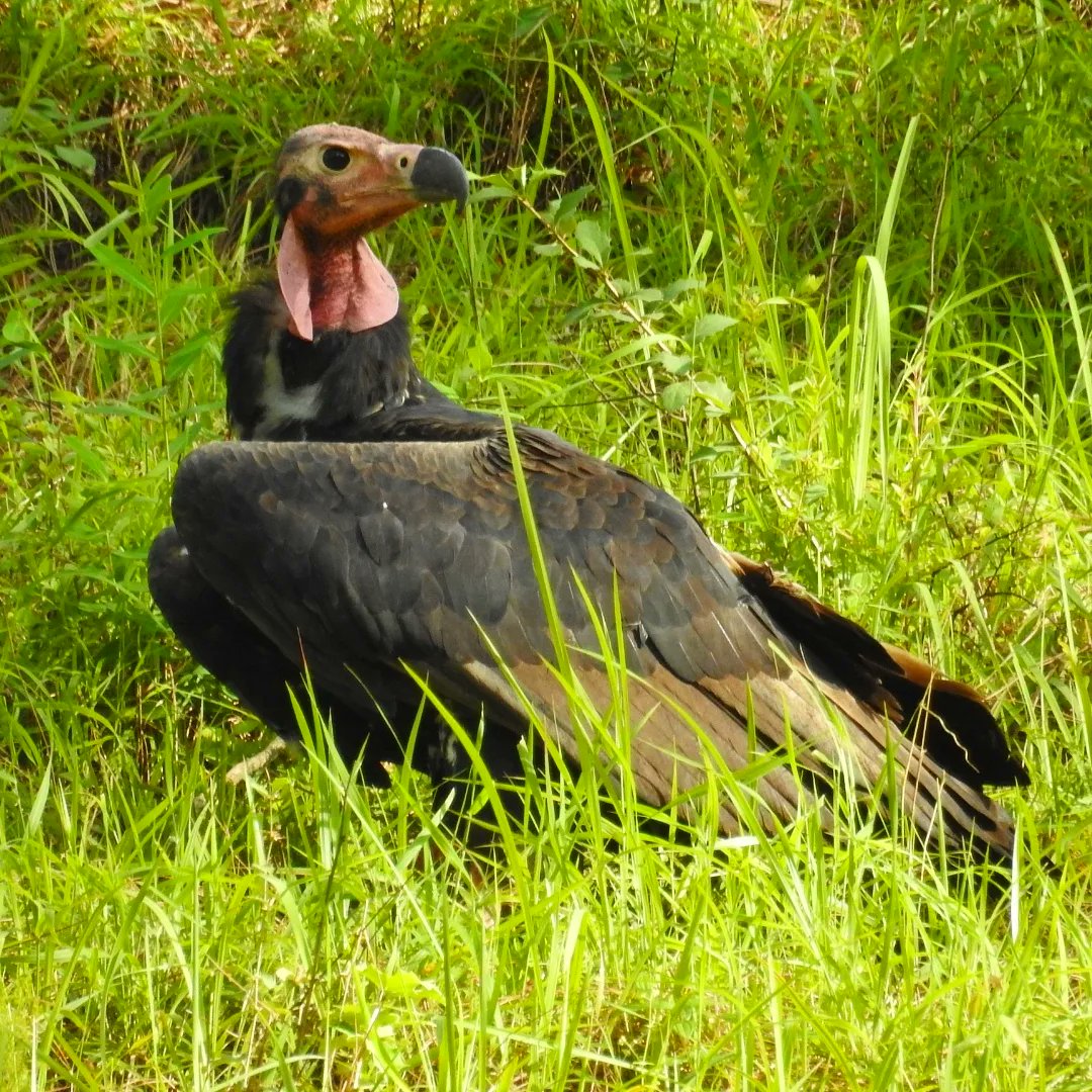 nehaa_sinha's tweet photo. Red-headed vulture. Handsome, stately, rare, precious.
#indiaves https://t.co/i2FjViGzKK