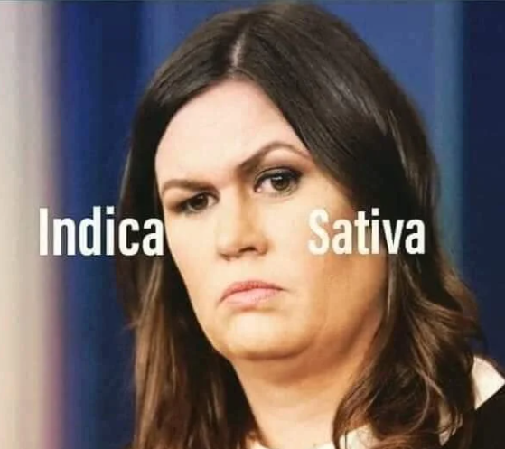 Brown Eyed Susan tweet media