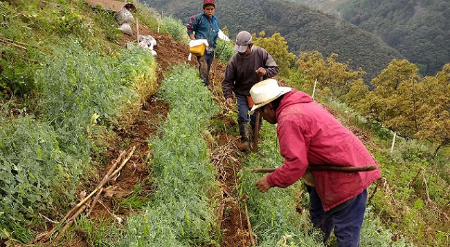 Identifican Sader y el CIMMYT, prácticas agrícolas en zonas tropicales del sureste, con la agricultura de conservación, labranza cero, conservación de residuos agrícolas y rotaciones de maíz y frijol de mata.
mexicampo.com.mx/impulsa-cimmyt…