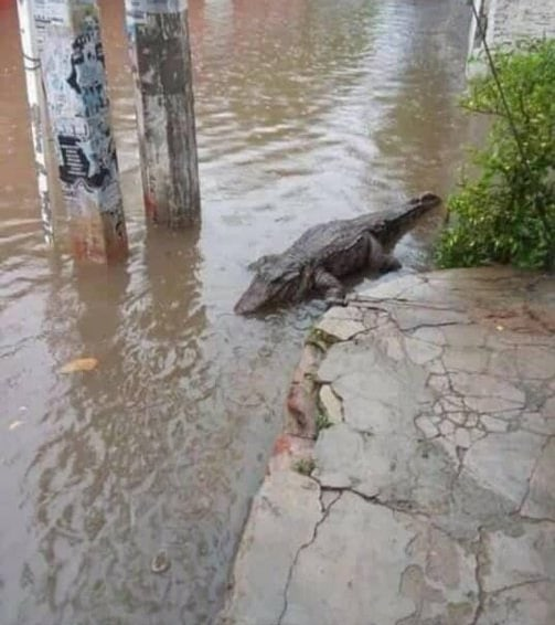 _Jluis_80's tweet photo. En Maracay por el muro del lago de Valencia, por la Depresión Tropical están saliendo estos amiguitos por la crecida #Lluvias #FelizJueves https://t.co/M9AnUtlvBh