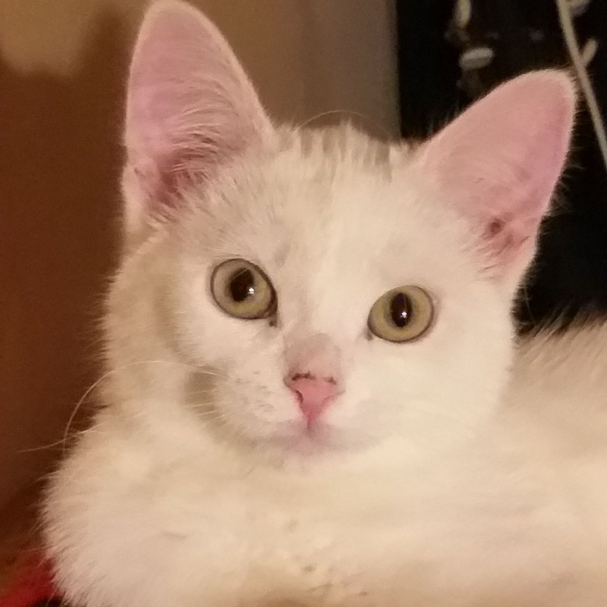 Tytyu322's tweet photo. This is my cat, her name is Lexa and she is 3 months old 🍁✨ https://t.co/a9Ng3Axh4Y