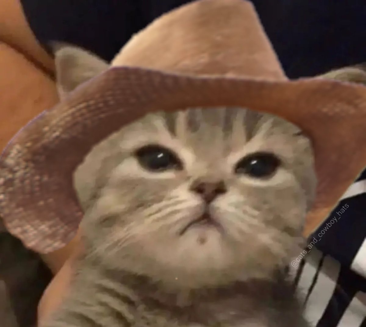 Cats And Cowboy Hats (@cowboycats) on Twitter photo 