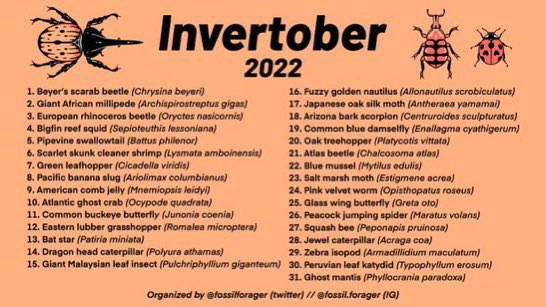 Day 6 of #Invertober2022 `s prompt is Scarlet Skunk cleaner shrimp! 