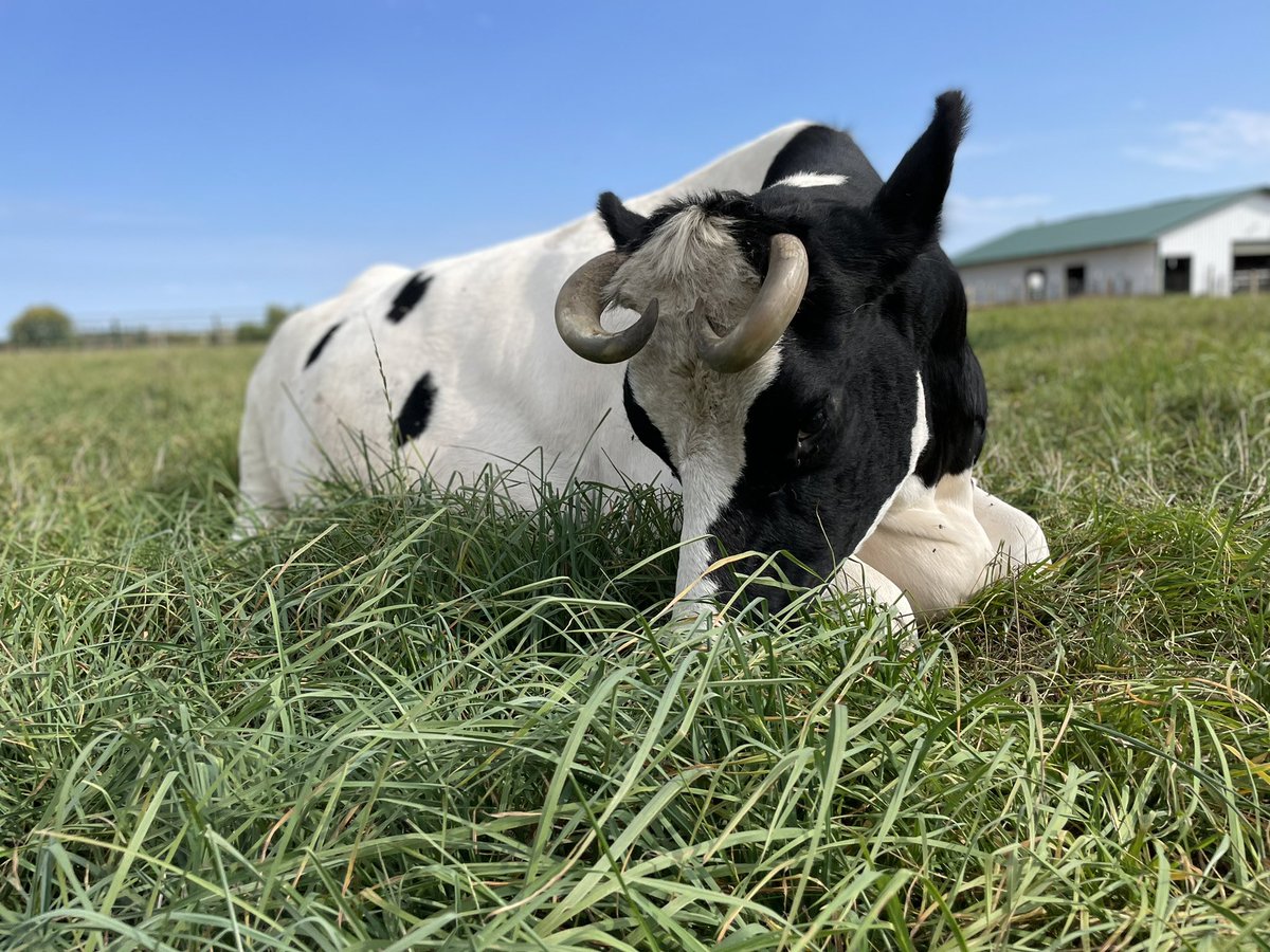 Farmaste Sanctuary tweet media