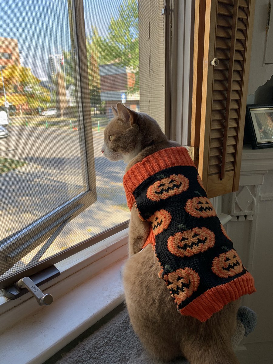 ginavetro_'s tweet photo. Miso is ready for spooky season! https://t.co/ErqgQqLtiE