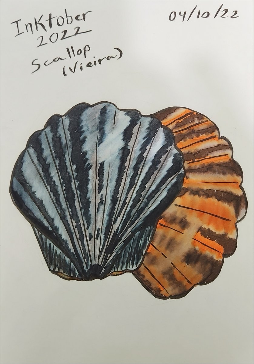 trasgo's tweet photo. Inktober 2022
Palavra dia 4: Scallop
@inktober @inktoberbr #inktober #inktober2022 https://t.co/x3eTX2dQF9