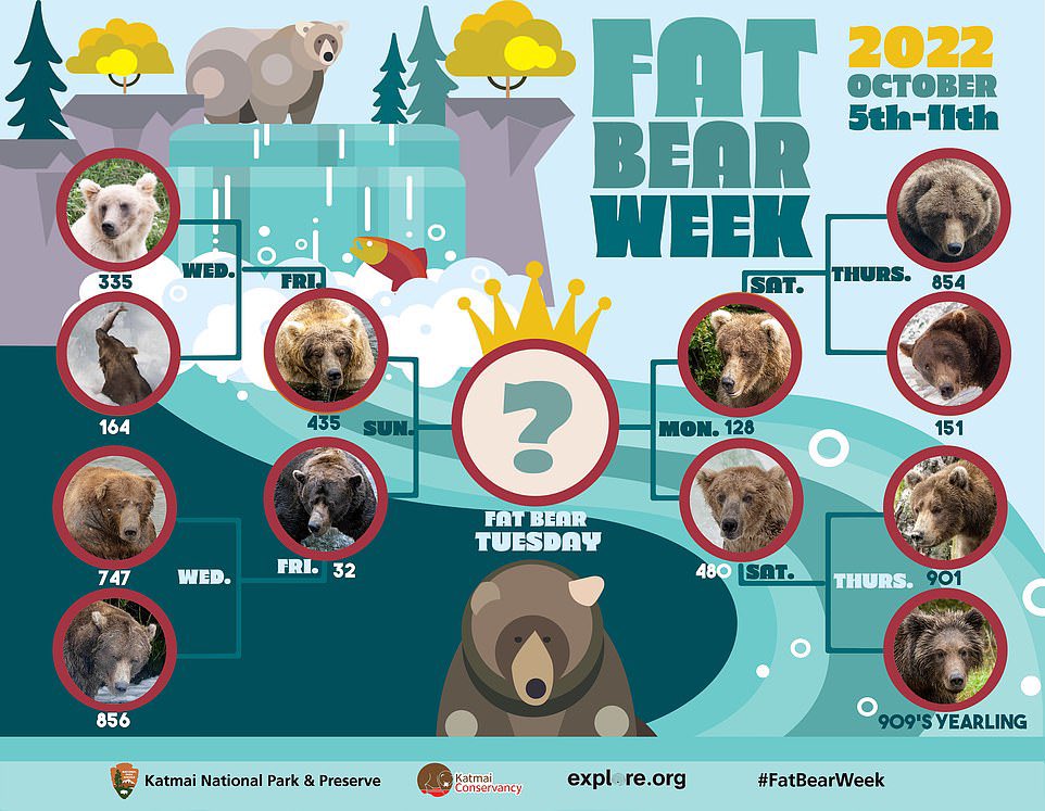 TheNorskaPaul's tweet photo. Every year, #KatmaiNationalPark in #Alaska pits 12 brown bears against each other in an online poll.
The winner, crowned fattest bear, is the one to have best packed on the pounds & winner is revealed on #FatBearTuesday which will be on October 11 & you can vote online π» https://t.co/zmEiCjGE4v