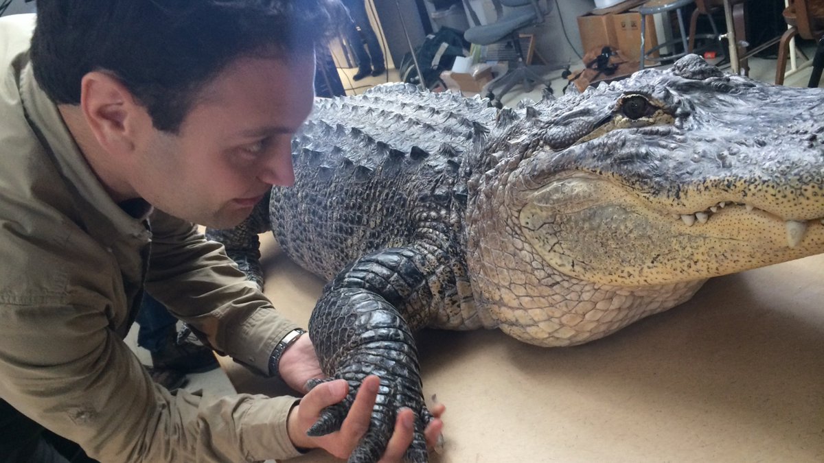 NizarIbrahimPhD's tweet photo. BFF. With Bubba the Alligator (see also https://t.co/ySwm1inPcz)
#Alligator #reptiles #archosaurs https://t.co/FA5h65Tfez
