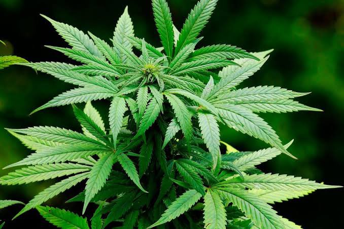 poptime's tweet photo. 🚨 Joe Biden, presidente dos Estados Unidos, acaba de perdoar todos os condenados por portarem ou usarem maconha no país:

“Vidas foram destruídas por causa da abordagem fracassada sobre a maconha que tivemos. É hora de corrigirmos esses erros”. https://t.co/Gg6a8qcHTM