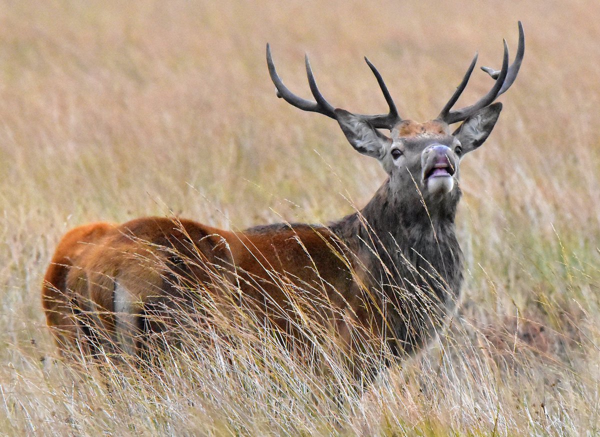Sniffing out the ladies. Mr Red.
#TwitterNatureCommunity #TwitterNaturePhotography #BBCWildlifePOTD #Nikon #deer