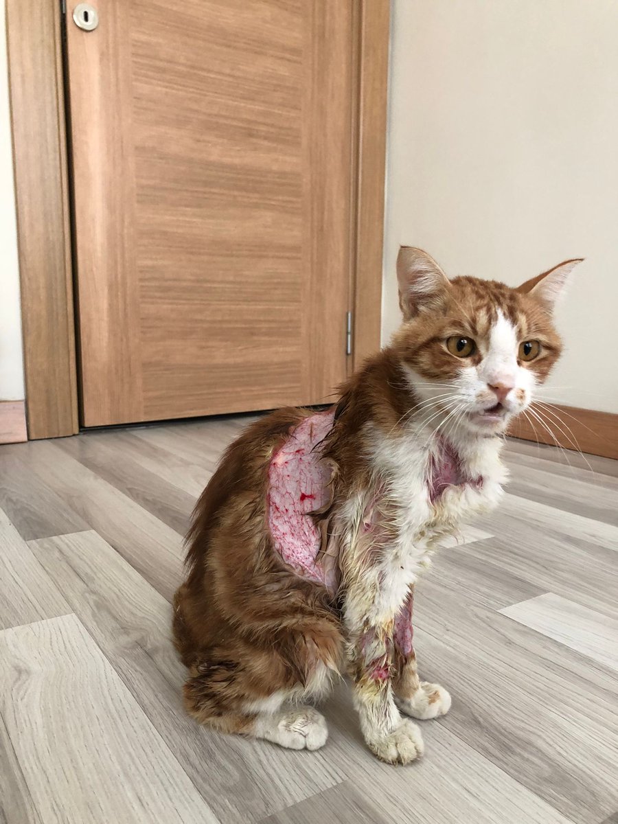 AyhGinaGeldi's tweet photo. Şanlıurfa'da bulunan Ateş Veteriner Kliniğinin eserini paylaşıyorum. Lutfen paylaşın ki görmeyen duymayan kalmasın! 
@sanliurfabld @UrfaValiligi @SanliurfaDKMP Bu kedi hemde jir klinikte bu hale nasıl gelir! https://t.co/3BkglkDaGx