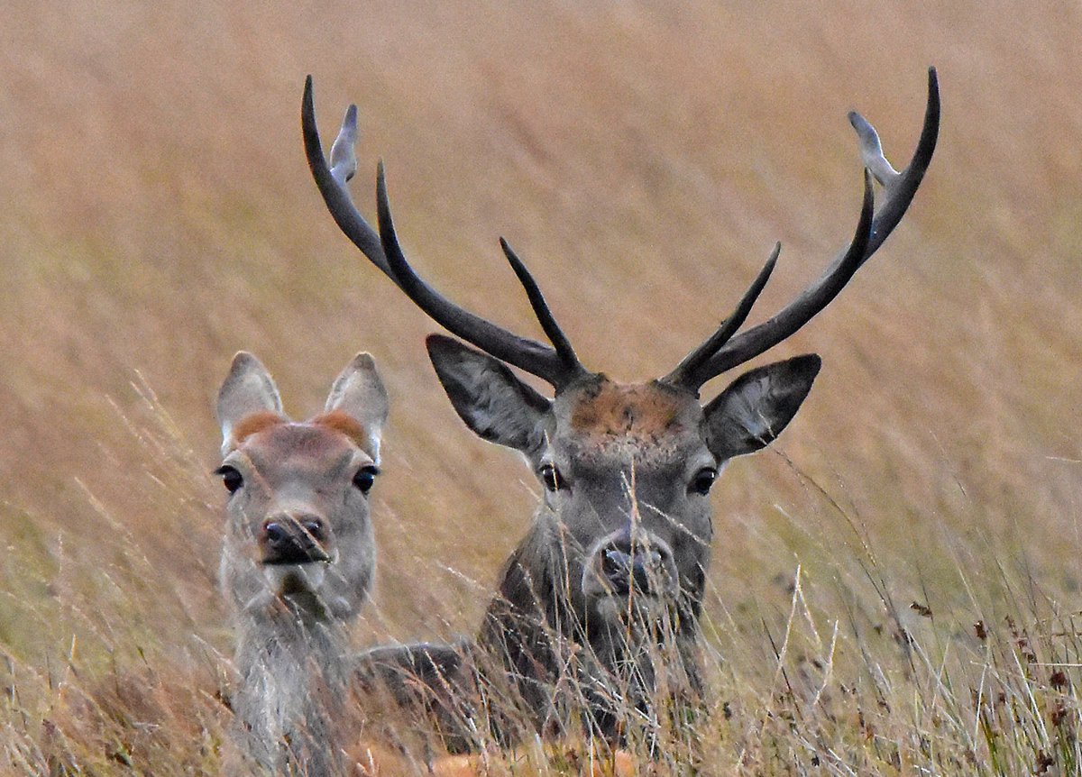 Mr and Mrs red.
#deer #reddeer #TwitterNatureCommunity #TwitterNaturePhotography #countryfile #Nikon