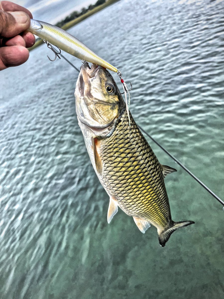 FishHardDave's tweet photo. This Fallfish had no problem hitting the @luckycraftusa Lightning Pointer 110SP! Gotta admire his ambition!😊#LuckyCraft #OwnerHooks #LightningPointer #FallFish https://t.co/bZHX5dbNxa