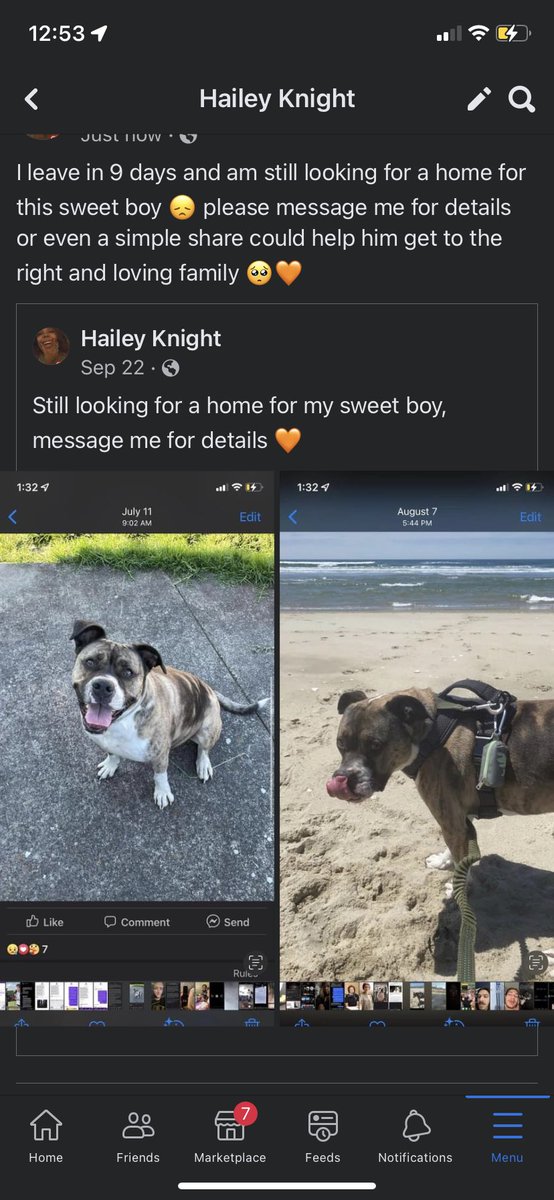 acidhailey's tweet photo. A simple retweet could help him find the right family 🥺 I only have 9 days until I leave and I will try and do everything to keep him out of a shelter https://t.co/bC84yWA6tQ