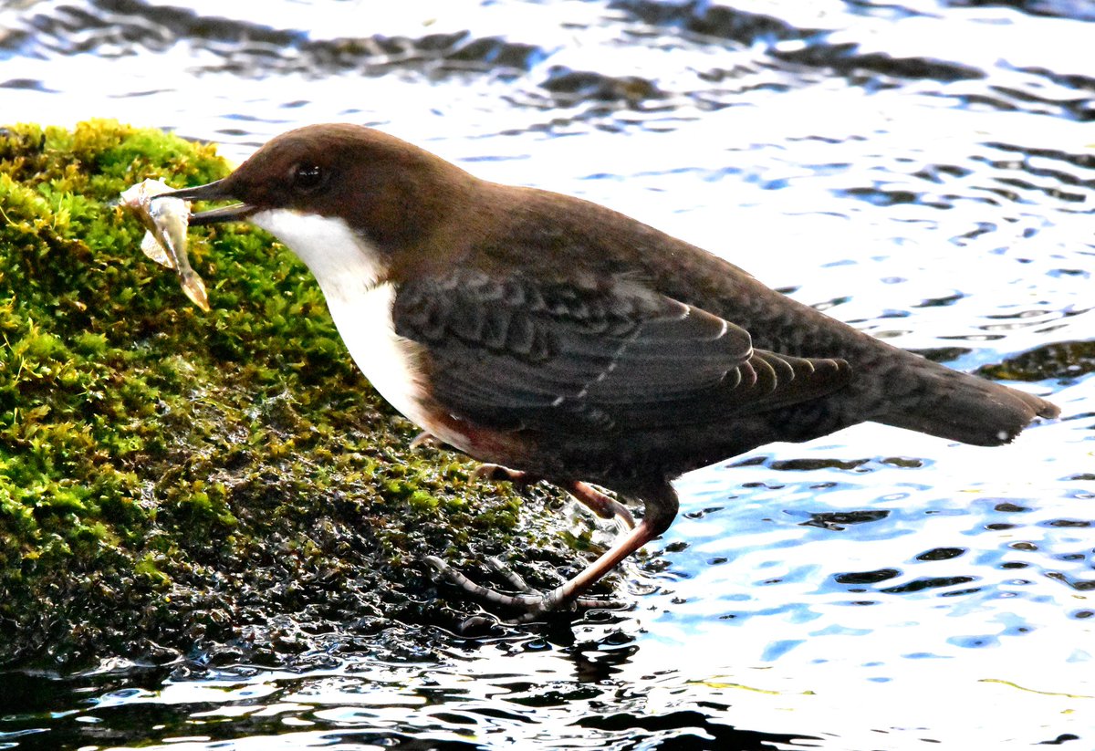 Dipper with a snack
#TwitterNatureCommunity #TwitterNaturePhotography #BBCWildlifePOTD #dipper