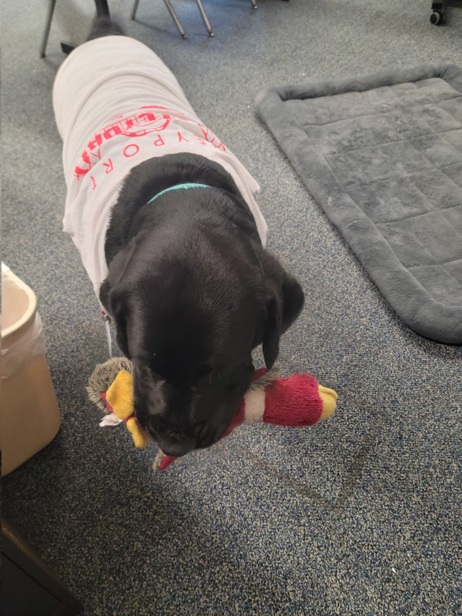 Odin is ready for the girls volleyball game!  Keyport Schools Therapy Dog <a href="/KeyportSports/">KeyportAthletics</a> <a href="/_khsprincipal/">Keyport High School</a>
