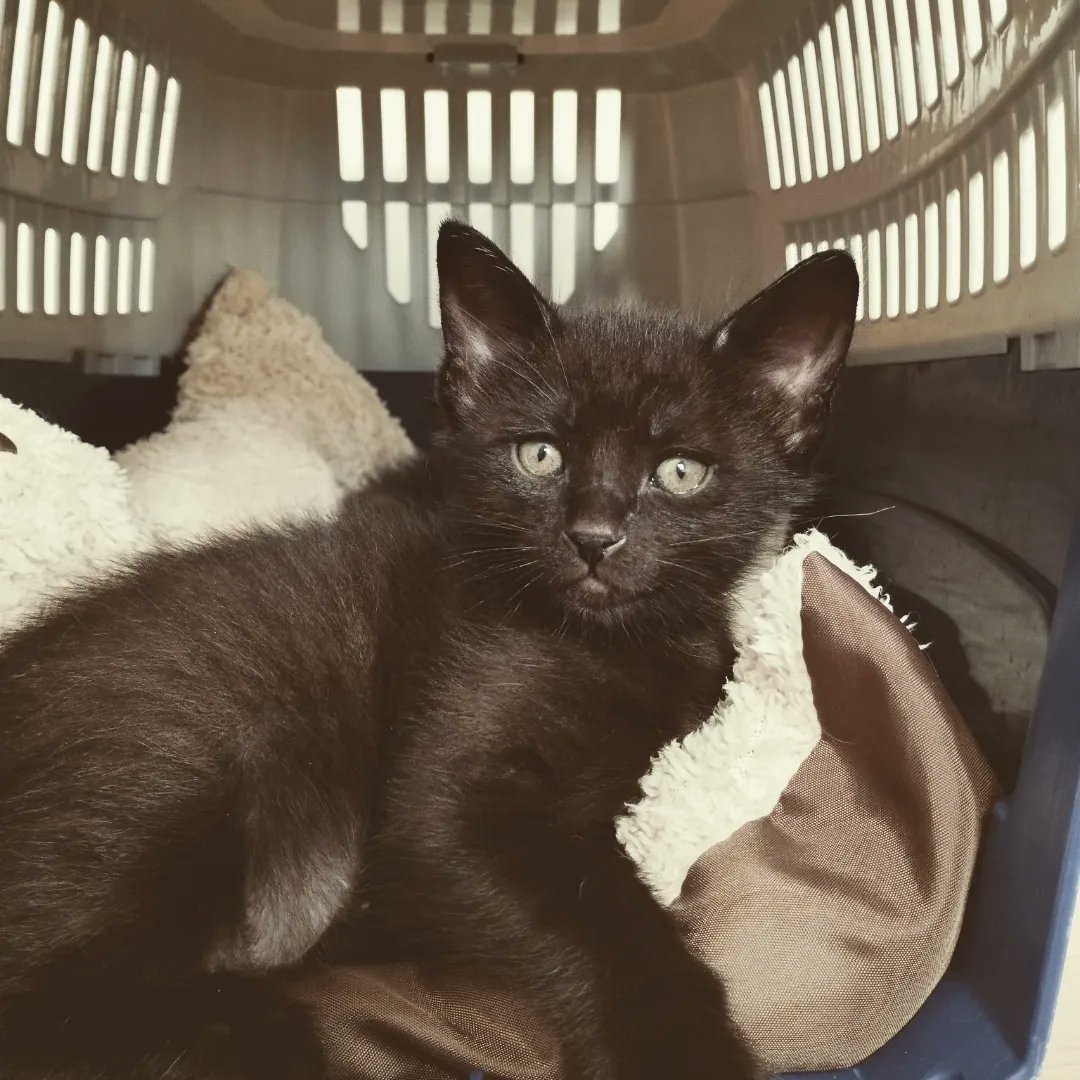 penicienta16's tweet photo. 🤗 ¿Me ayudas con un RT? 🤗

Dos ya han encontrado hogar ¡juntos!
Mamba y Filipa siguen buscando, si puede ser juntos ¡mejor que mejor!

✨Comparte para que puedan encontrar hogar✨

Contacto, Irene: 637105740 https://t.co/sennARD8iW