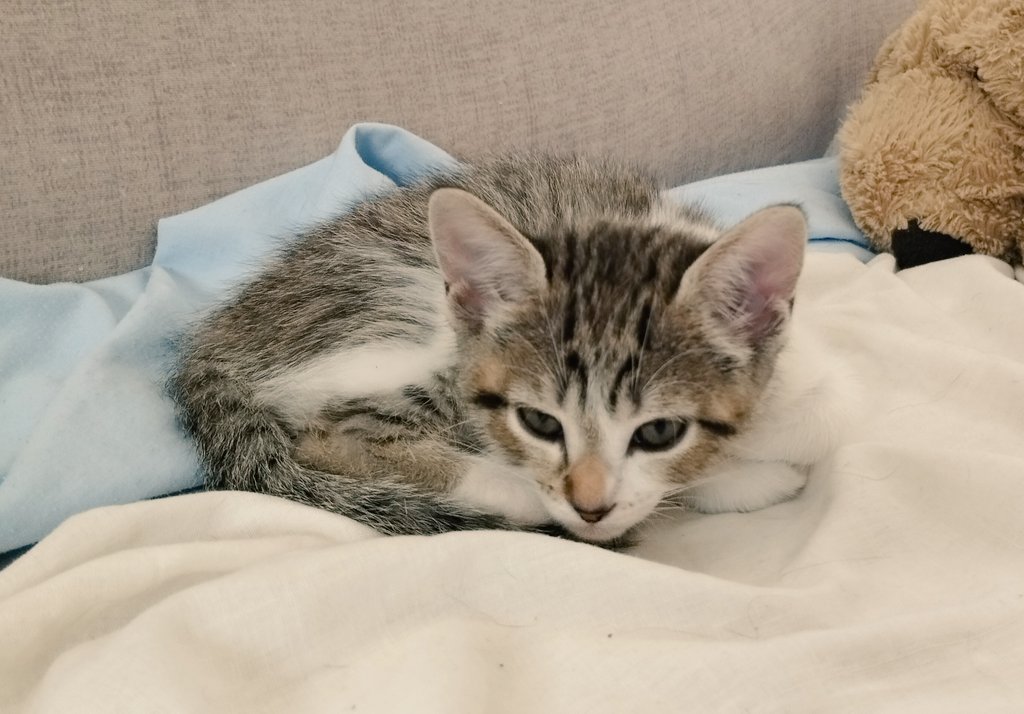 penicienta16's tweet photo. 🤗 ¿Me ayudas con un RT? 🤗

Dos ya han encontrado hogar ¡juntos!
Mamba y Filipa siguen buscando, si puede ser juntos ¡mejor que mejor!

✨Comparte para que puedan encontrar hogar✨

Contacto, Irene: 637105740 https://t.co/sennARD8iW