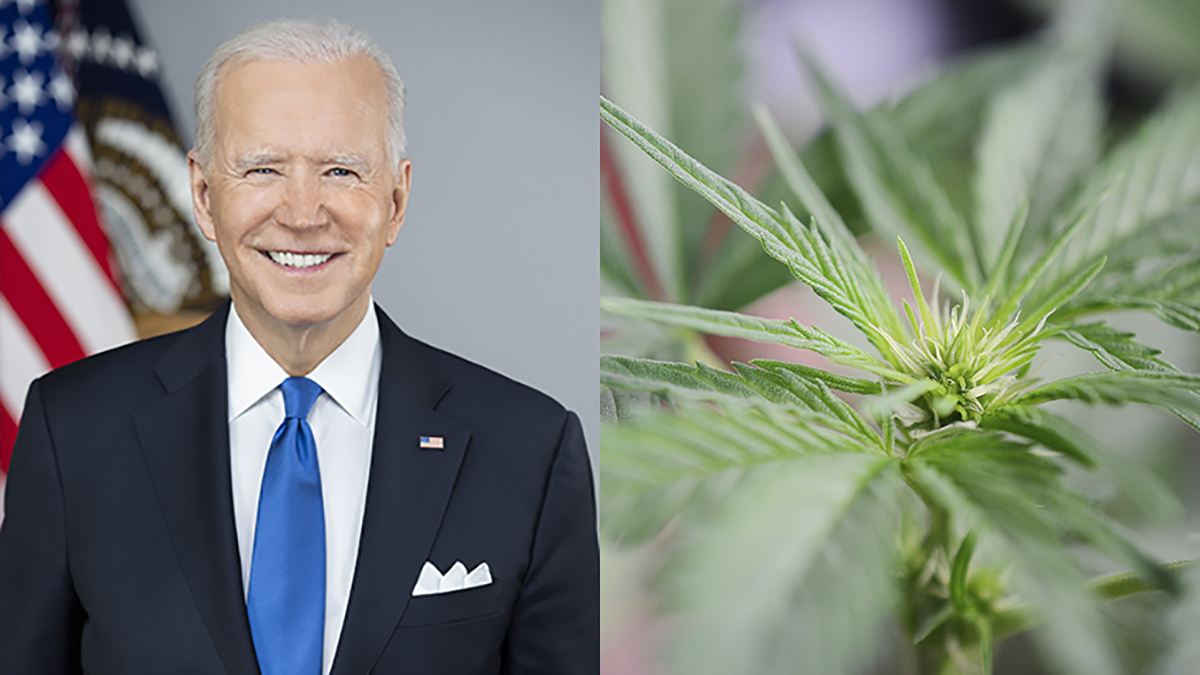 CBTmag's tweet image. Just a month out from the midterms, President Biden announced he’s ready to take major steps to “end our failed approach” to cannabis prohibition 🔊 🔊

“I am announcing a pardon of all prior federal offenses of simple possession of marijuana.” -Joe Biden

cannabisbusinesstimes.com/article/presid…