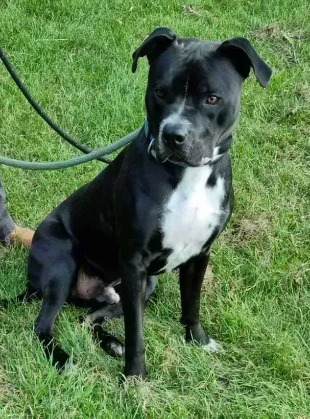 Hi there I am Frankie, and I'm a lively lad who loves playing and having fun.  I can jump up so we think a child and pet free home might be best.  Details and enquiry form here
findingfureverhomes.org.uk/dogs/frankie-2/